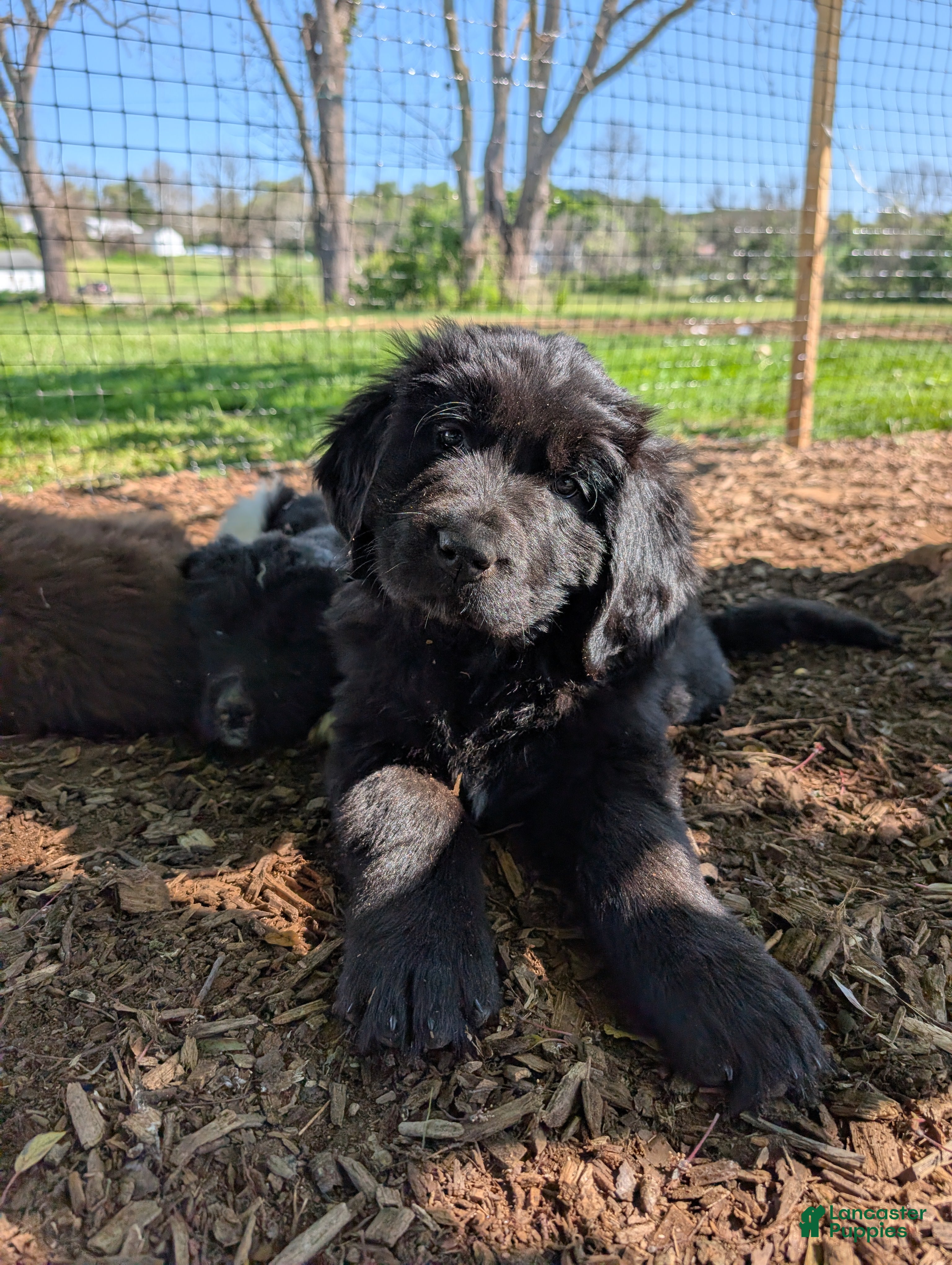 Newfoundland dogs Halo - Ad 14
