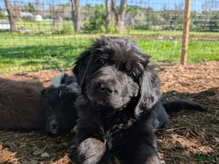 Newfoundland dogs Halo - Ad 27