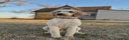 Standard Poodle dogs for sale: Standard Poodle 5 - Ad 8
