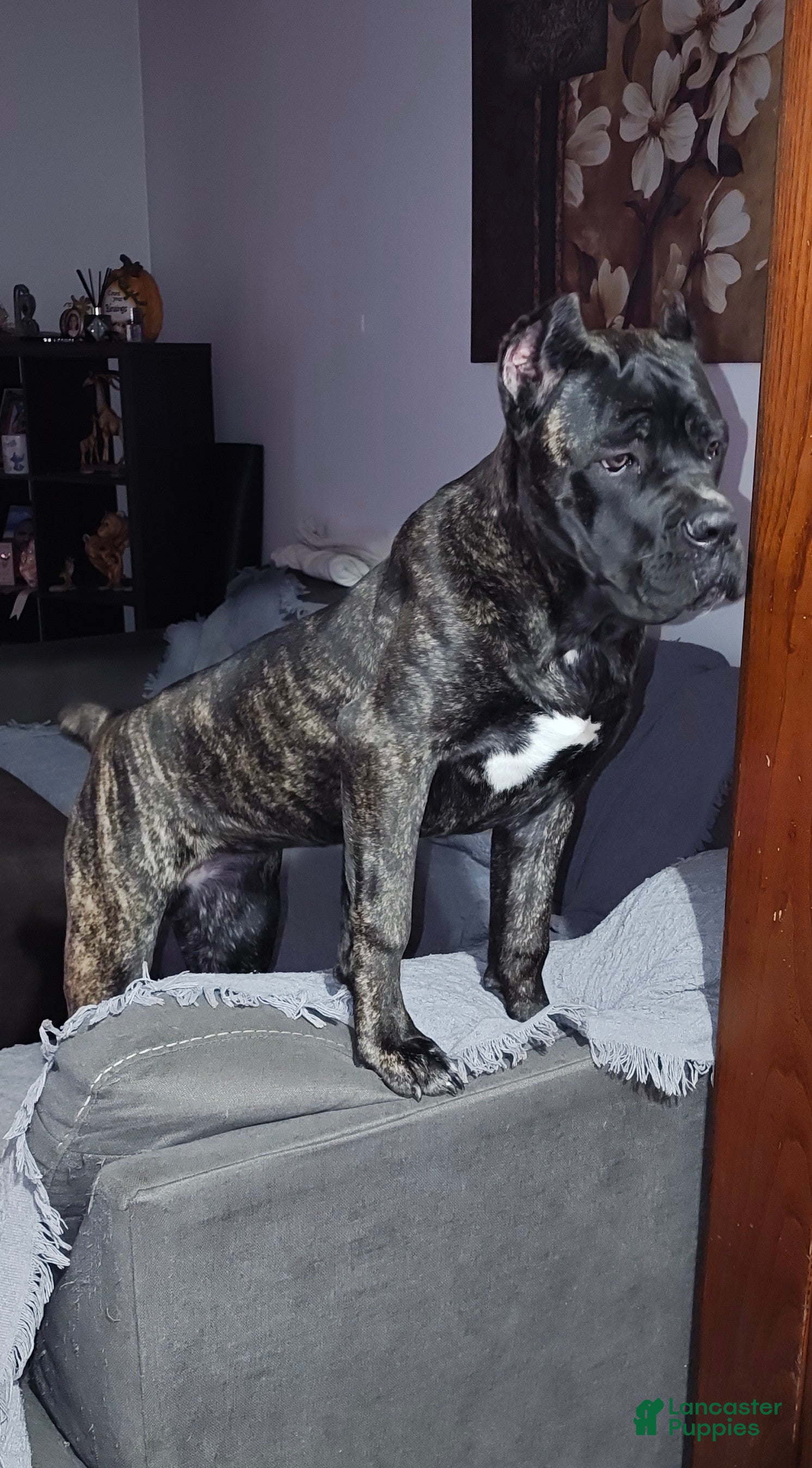 Cane Corso dogs Cane Corso Puppy 1 - Ad 2