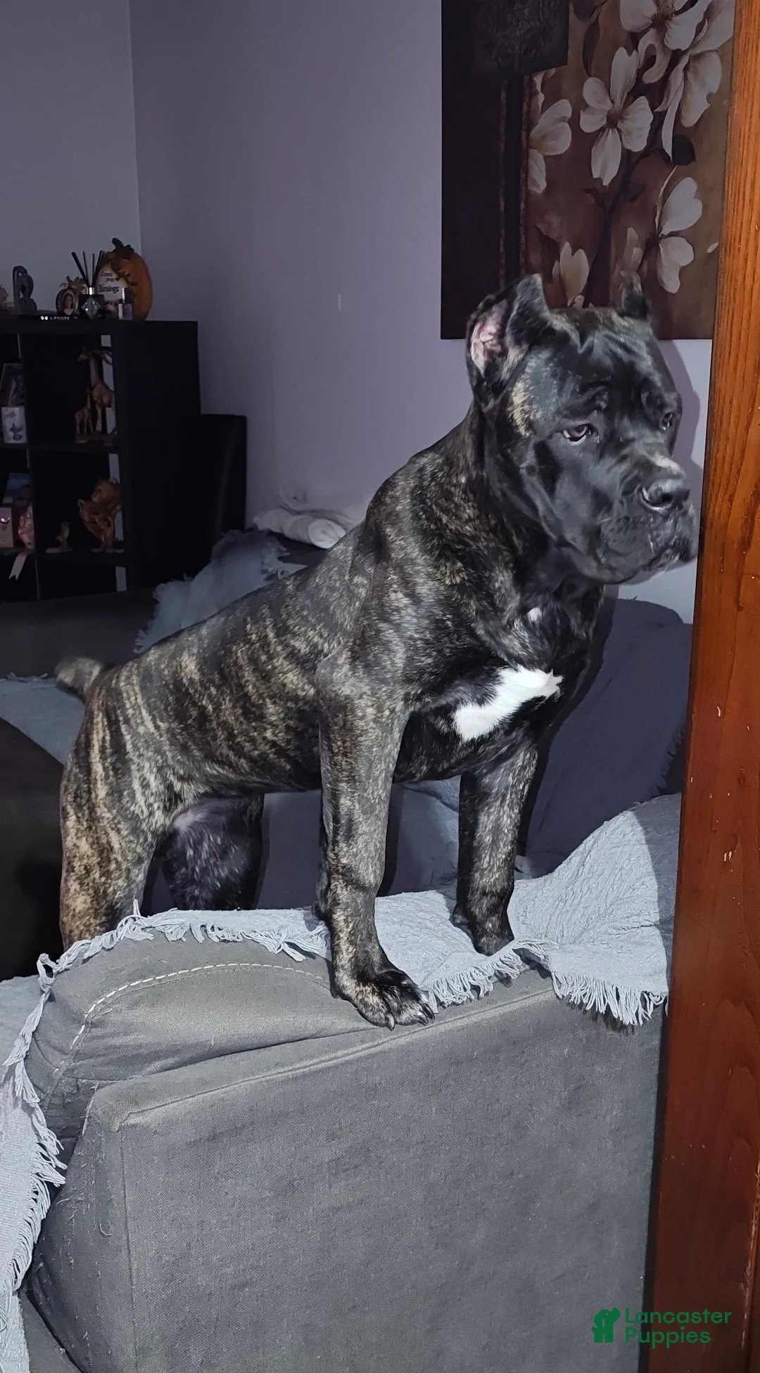 Cane Corso dogs for sale: Cane Corso Puppy 1 - Ad 2