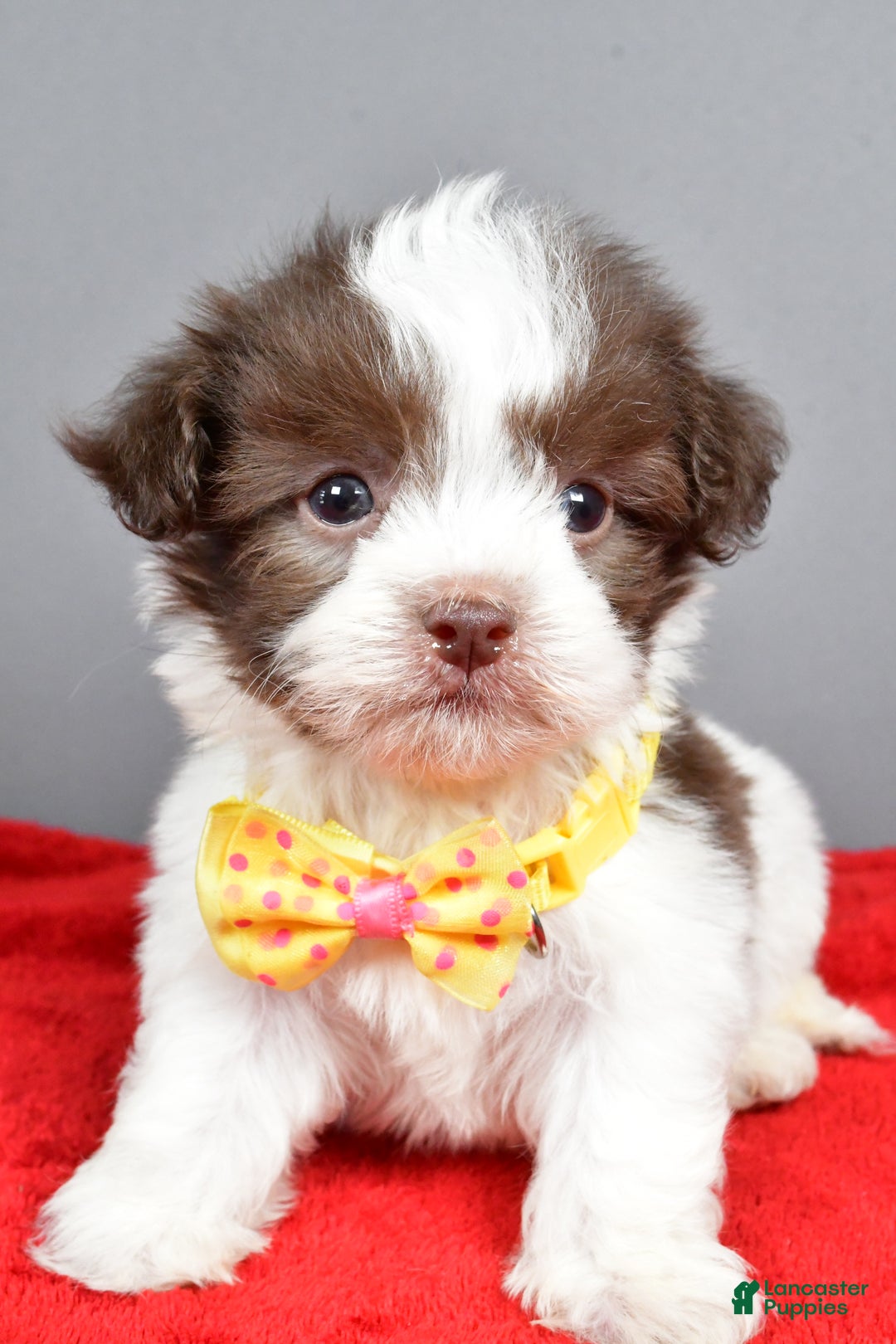 Havanese dogs for sale: Zeke - Ad 6