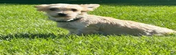 Morkie dogs for sale: Jessica - Ad 5