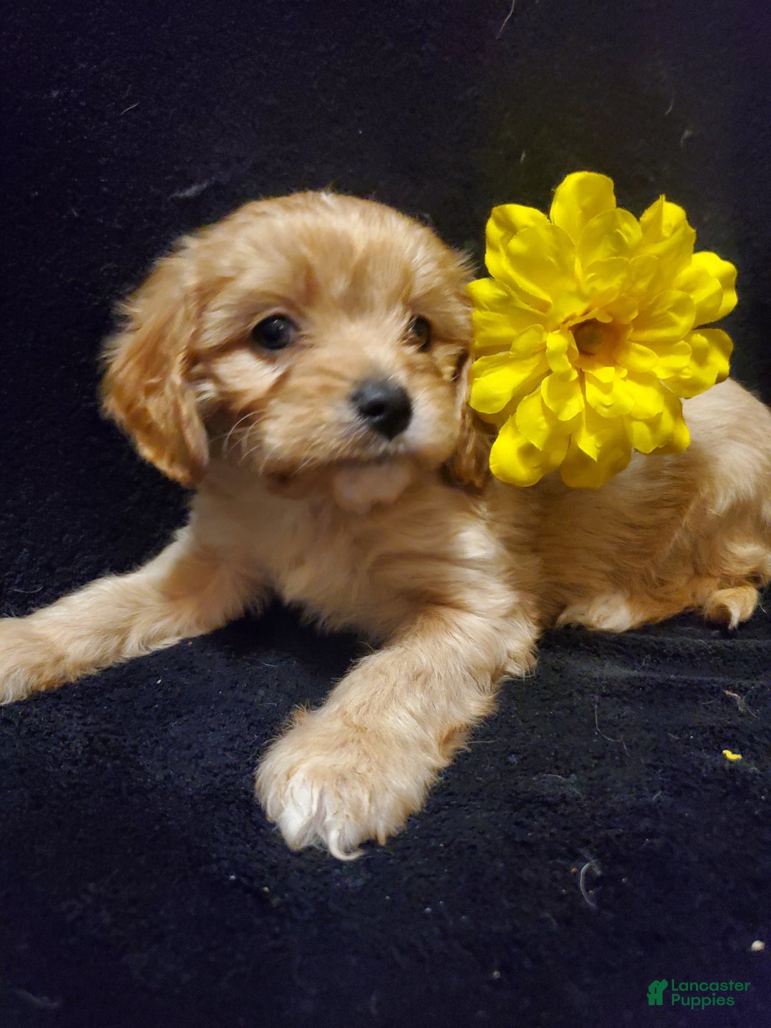 Cavachon dogs for sale: Tootsie Roll - Ad 2