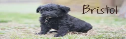 Portuguese Water Dog dogs for sale: Bristol - Ad 3