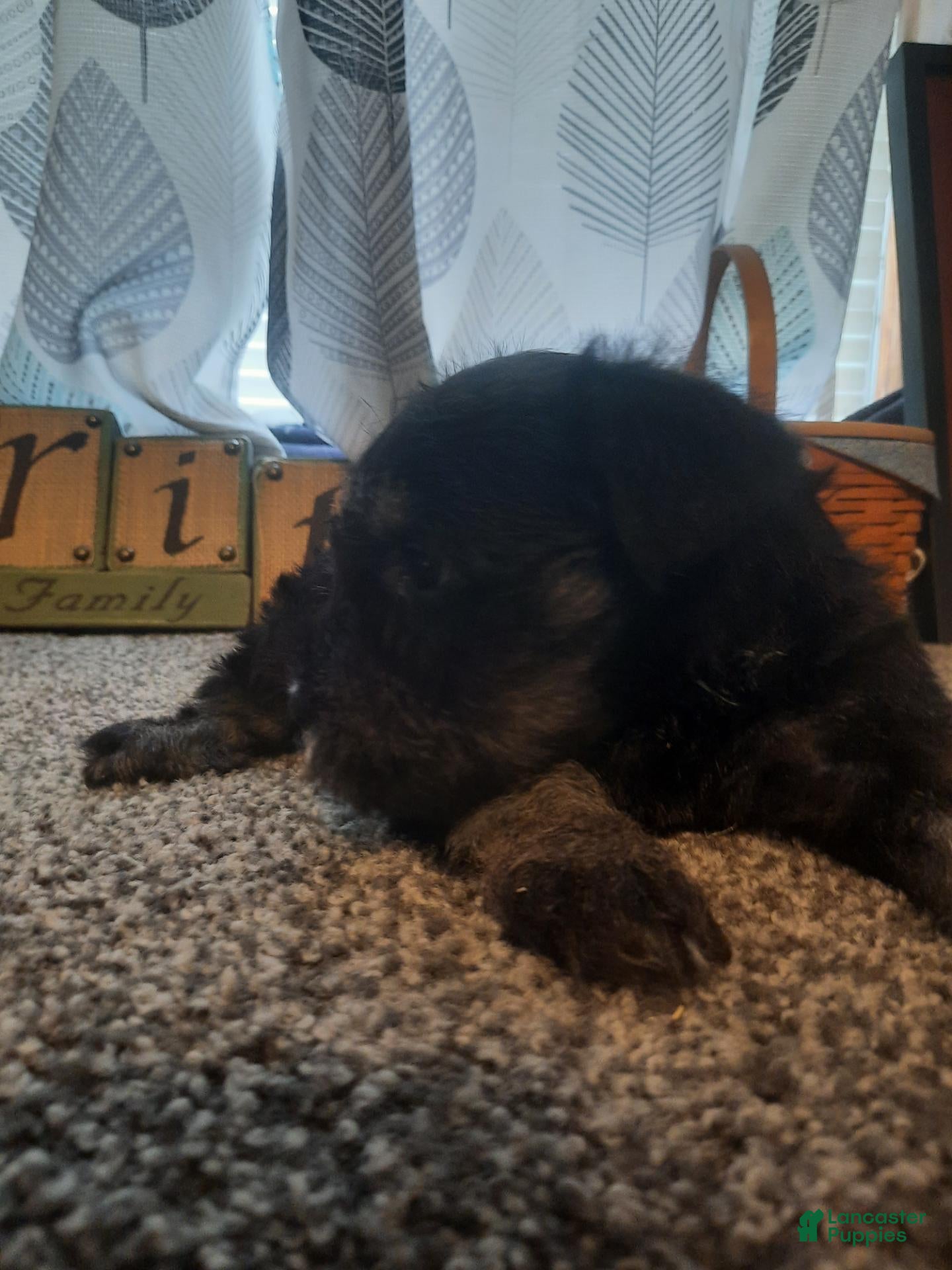 Miniature Schnauzer dogs AKC Hot Rod - Ad 2