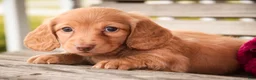Miniature Dachshund dogs for sale: Bambi - Ad 2