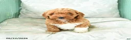 Miniature Poodle dogs for sale: Marcel - Ad 5