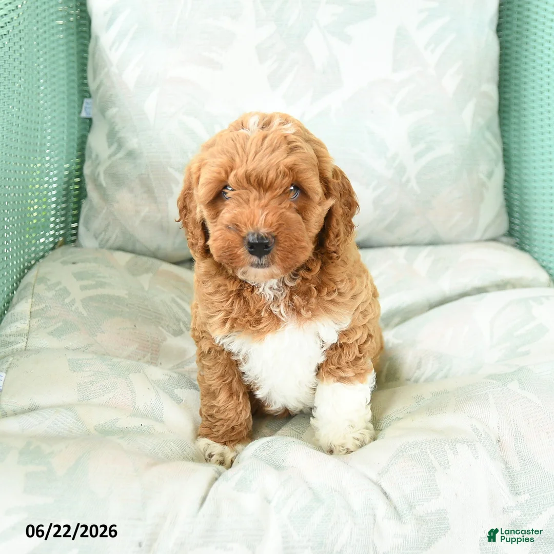 Miniature Poodle dogs for sale: Marcel - Ad 5