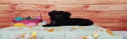 Aussiedoodle dogs for sale: Aussiedoodle Puppy 1 - Ad 4