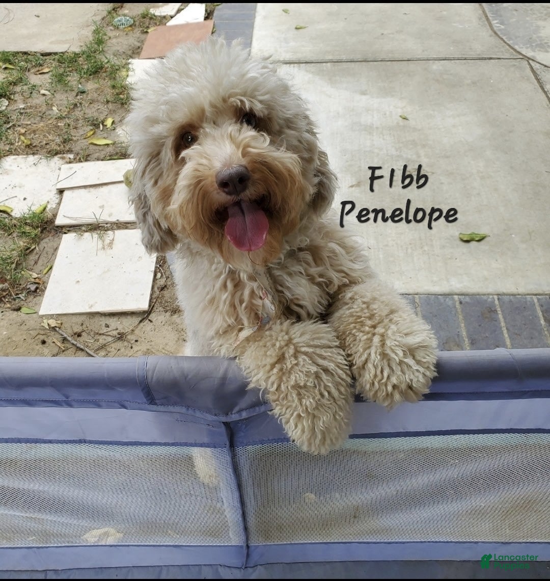 Aussiedoodle dogs for sale: Penelope  - Ad 1