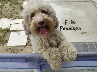 Aussiedoodle dogs Penelope - Ad 6