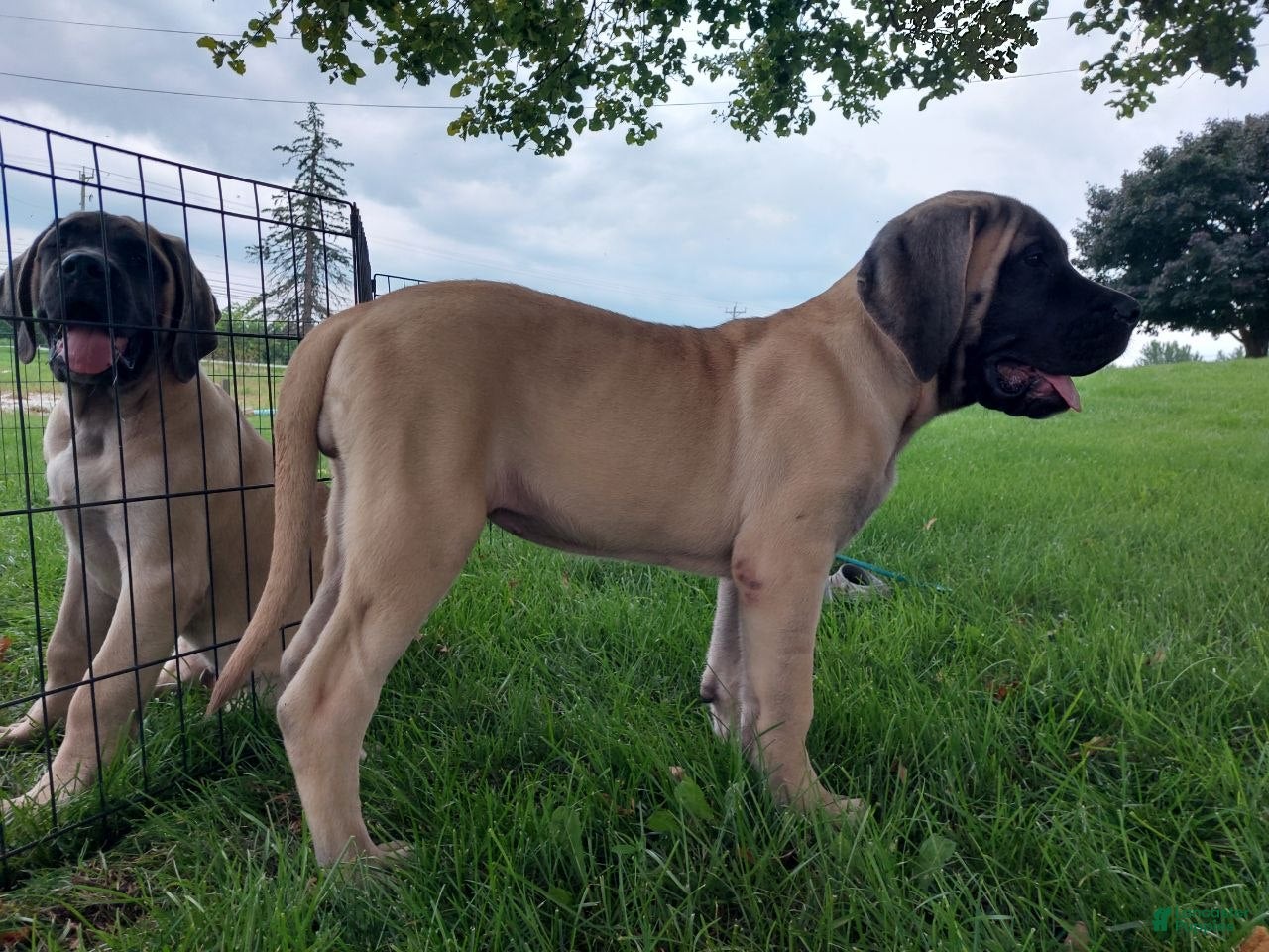 English Mastiff dogs Marcey - Ad 1