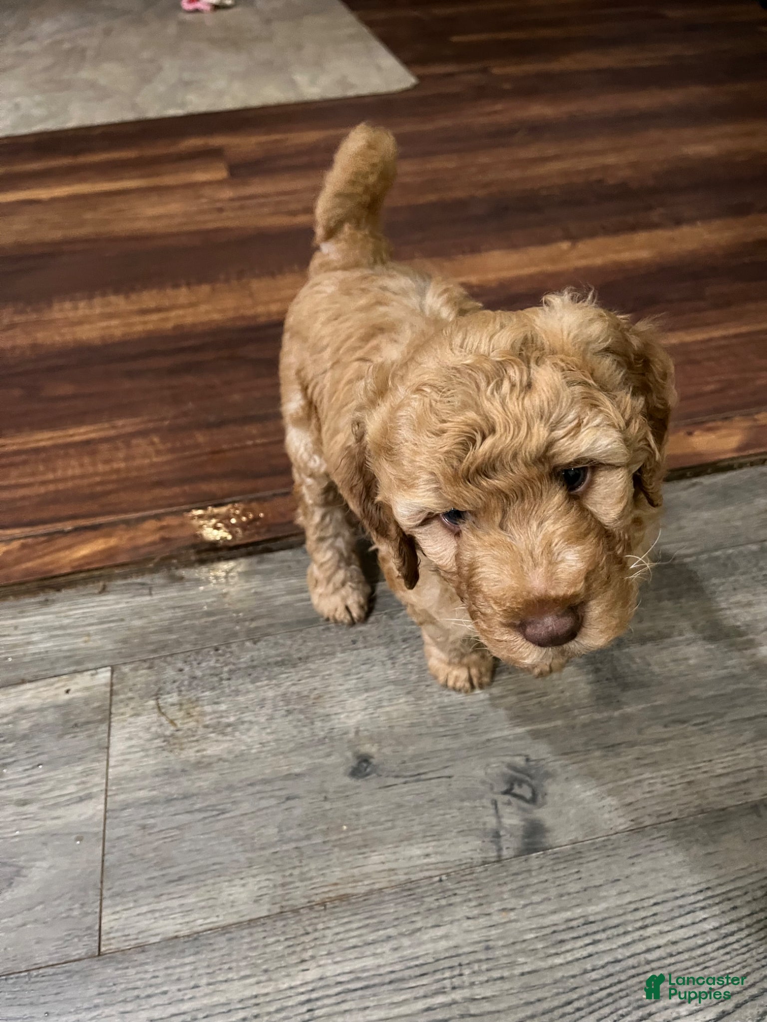 Goldendoodle dogs Goldendoodle Puppy 4 - Ad 9