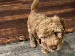 Goldendoodle dogs Goldendoodle Puppy 4 - Ad 9