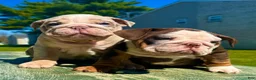 English Bulldog dogs for sale: Rubble - Ad 16