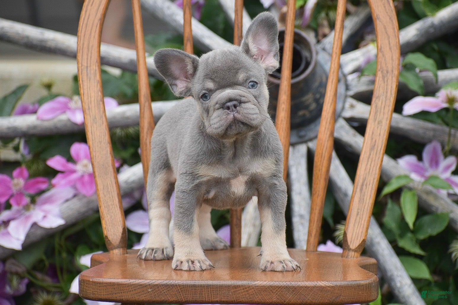 French Bulldog dogs Zara - Ad 2