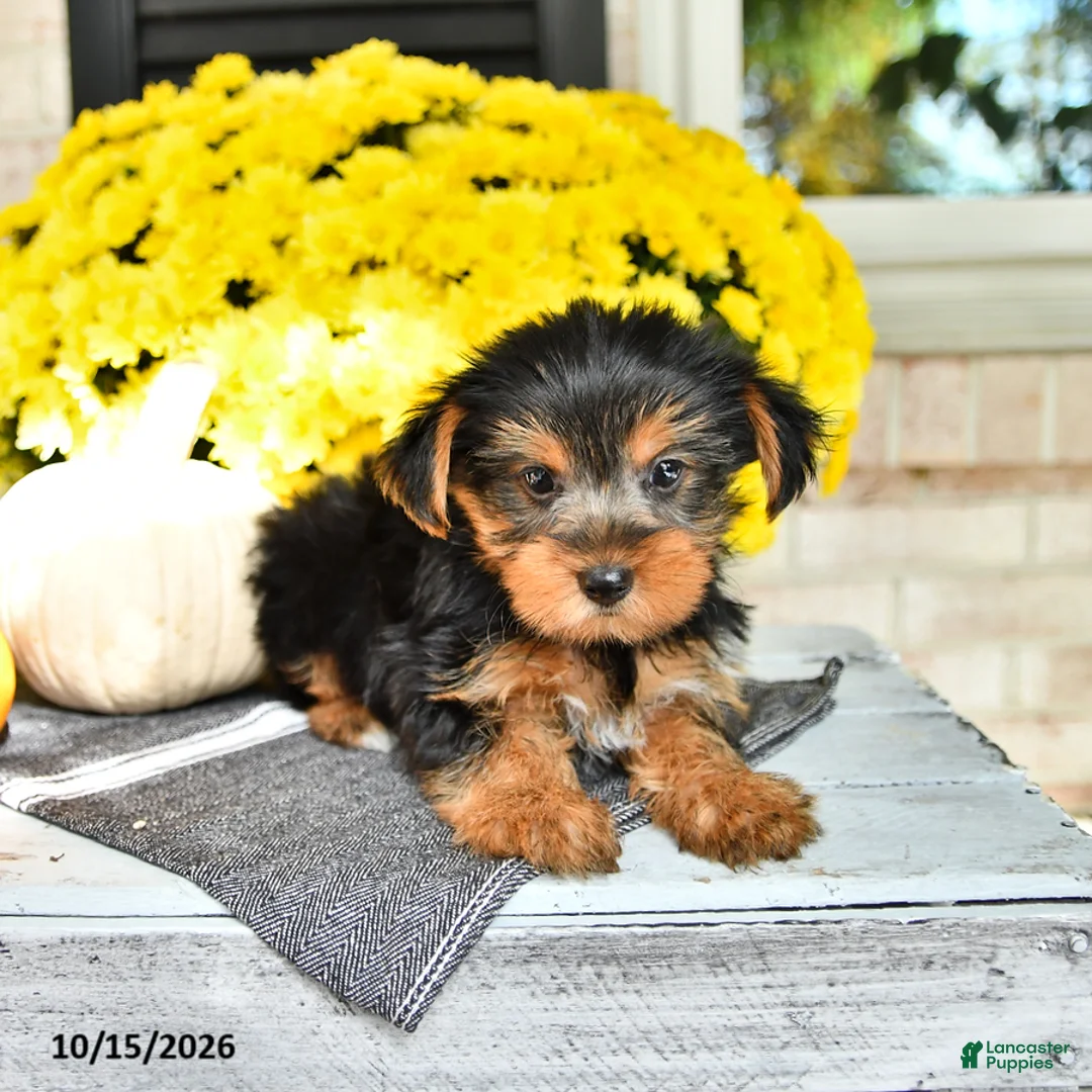 Yorkshire Terrier dogs for sale: Rico  - Ad 2