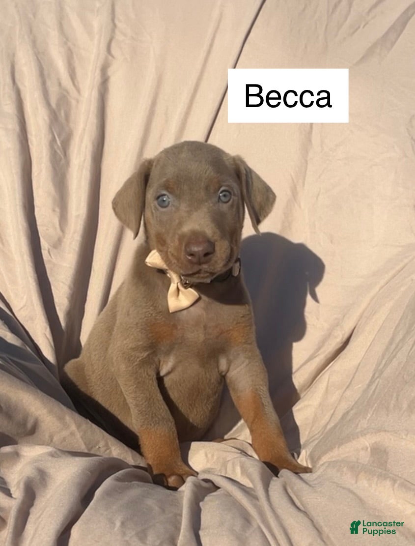 Doberman Pinscher dogs Becca - Ad 1