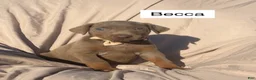Doberman Pinscher dogs for sale: Becca - Ad 1