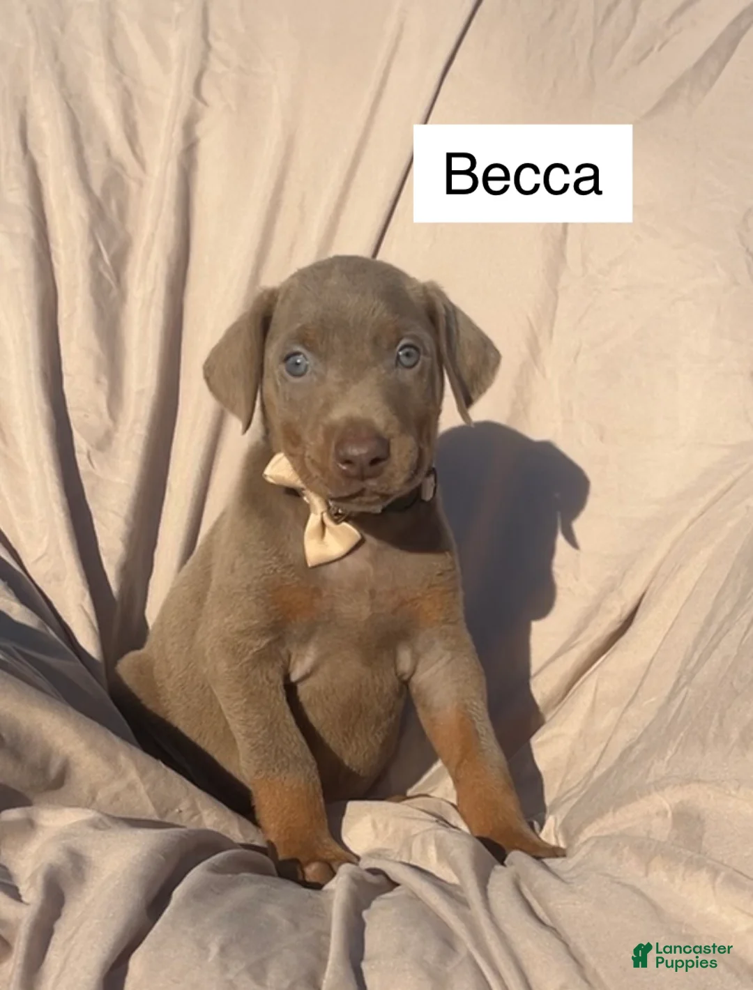Doberman Pinscher dogs for sale: Becca - Ad 1