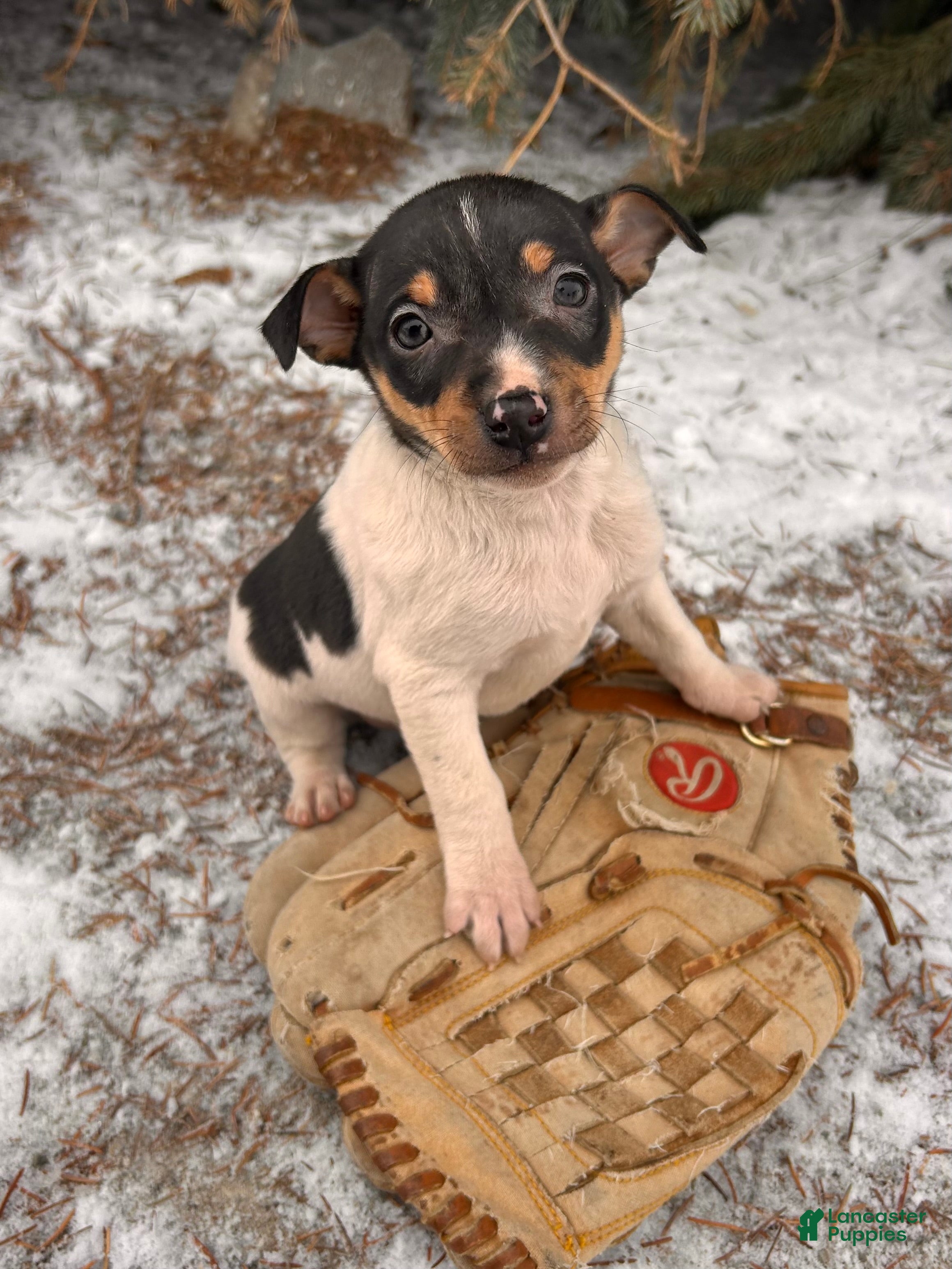 Rat Terrier dogs Maxwell - Ad 7