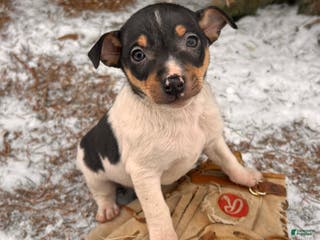 Rat Terrier dogs Maxwell - Ad 7