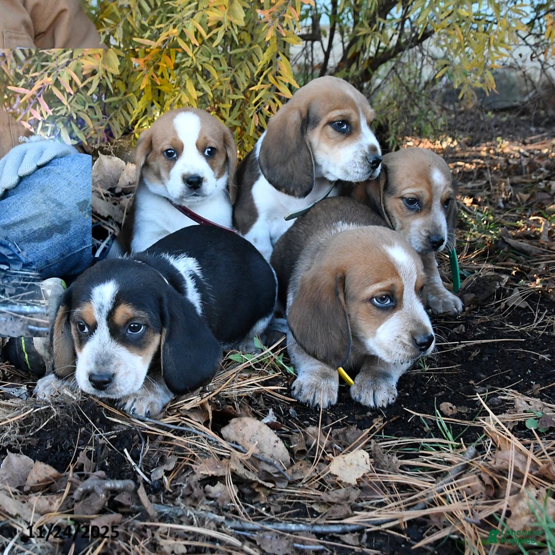 Beagle dogs for sale: Joe - Ad 3