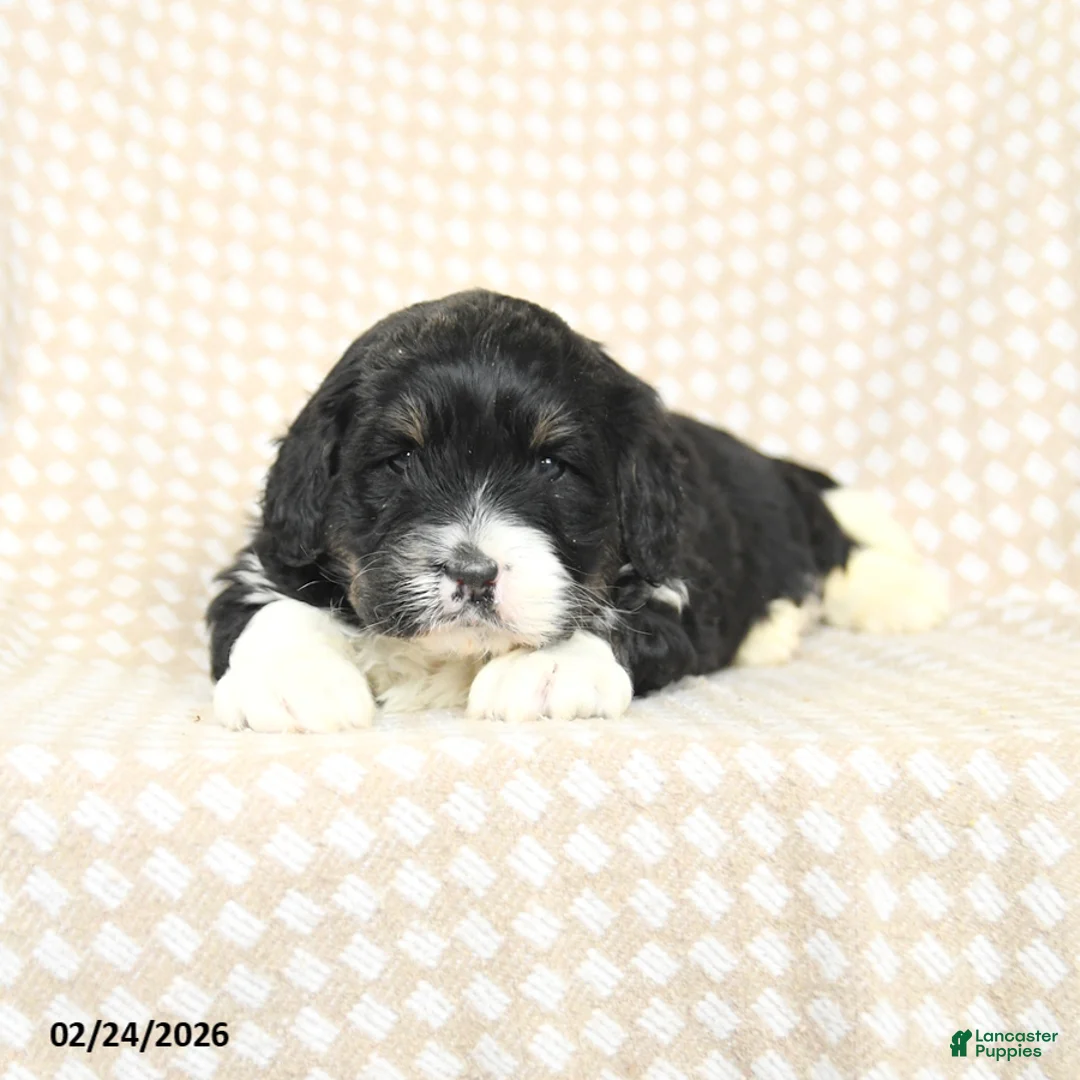 Mini Bernedoodle dogs for sale: Tucker - Ad 2