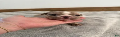 Olde English Bulldogge 2