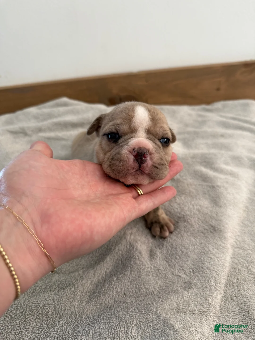 Olde English Bulldogge dogs for sale: Olde English Bulldogge 2 - Ad 1