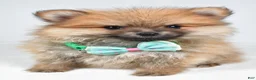 Pomeranian dogs for sale: Fritz - Ad 5