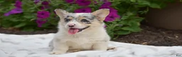 Welsh Corgi Pembroke dogs for sale: Rhianna - Ad 3