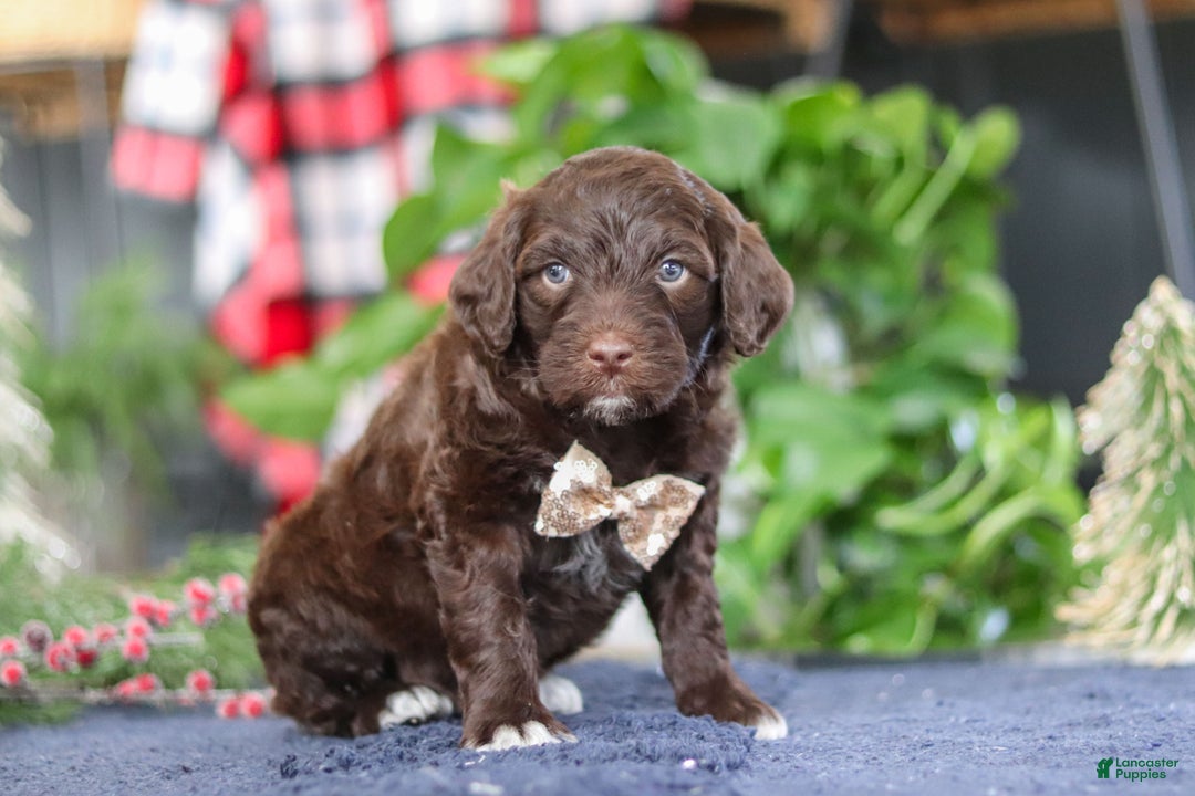 Portuguese Water Dog dogs for sale: Sonny - Ad 3