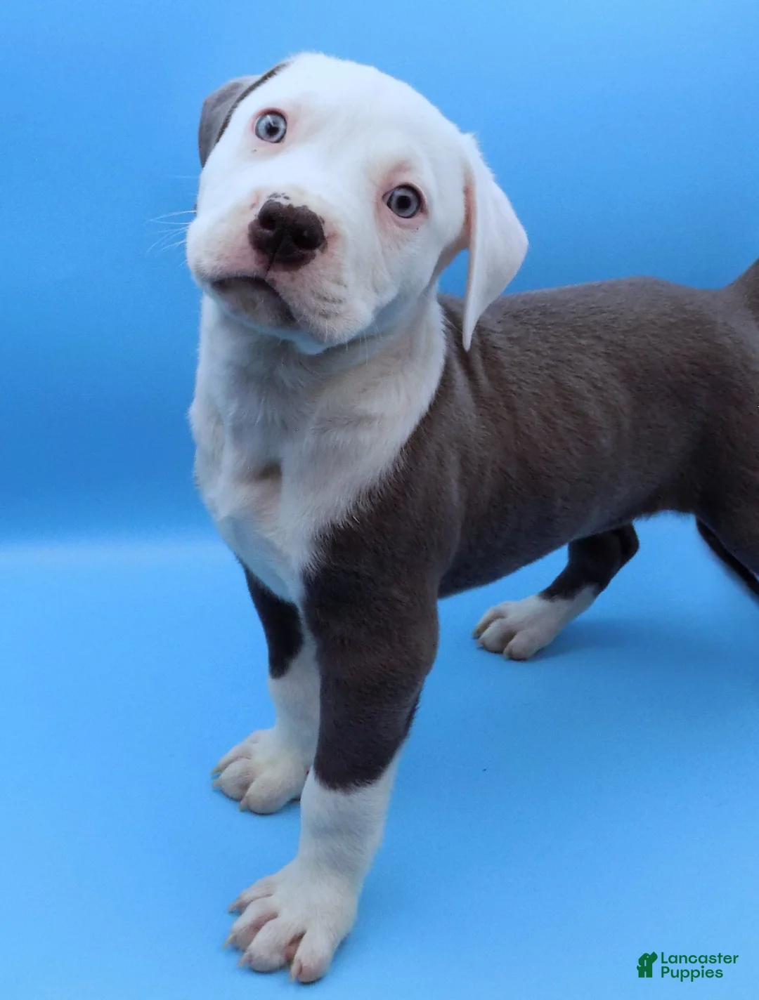 Mixed Breed dogs for sale: Mambo - Ad 1