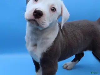 Mixed Breed dogs Mambo - Ad 4