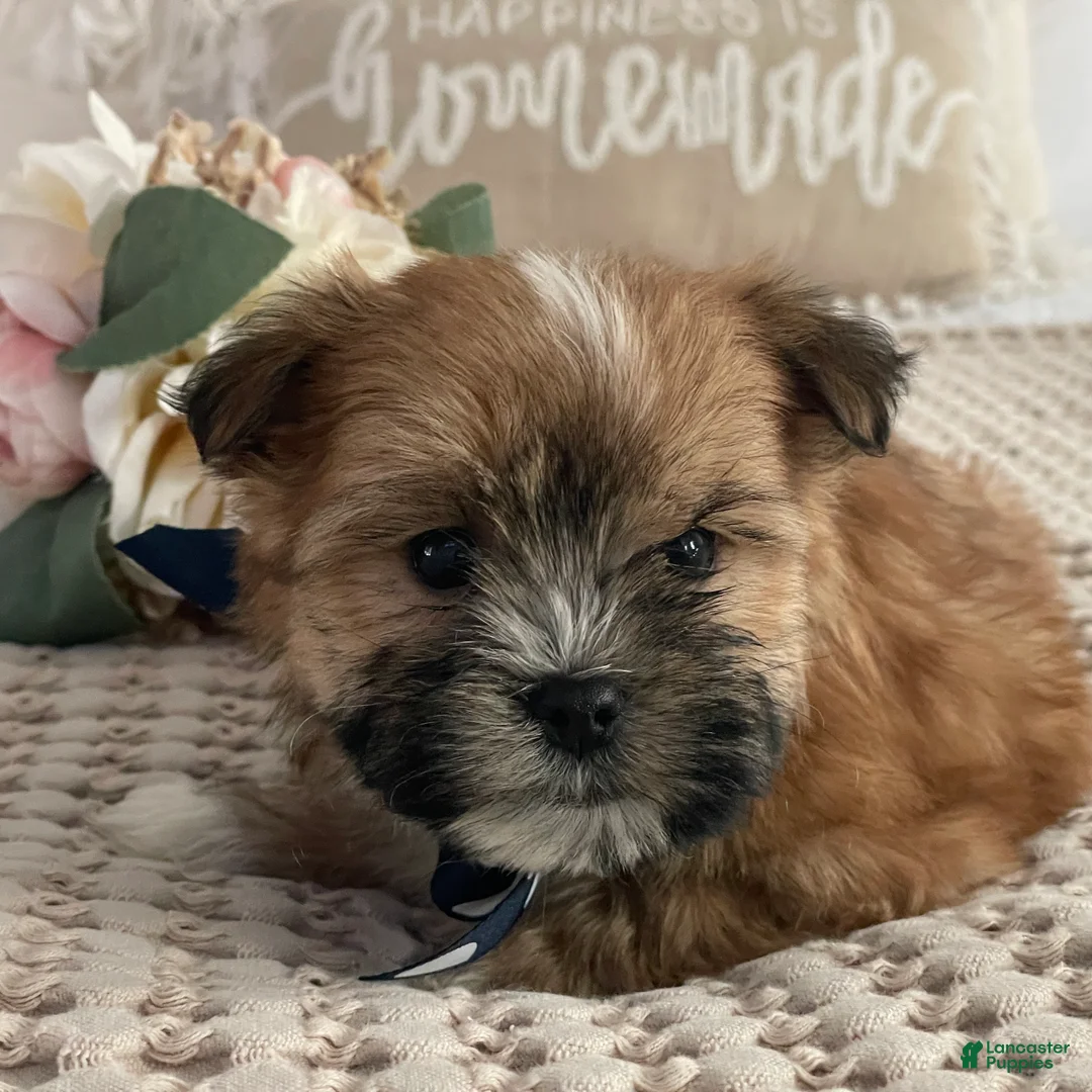 Morkie dogs for sale: Nemo - Ad 7