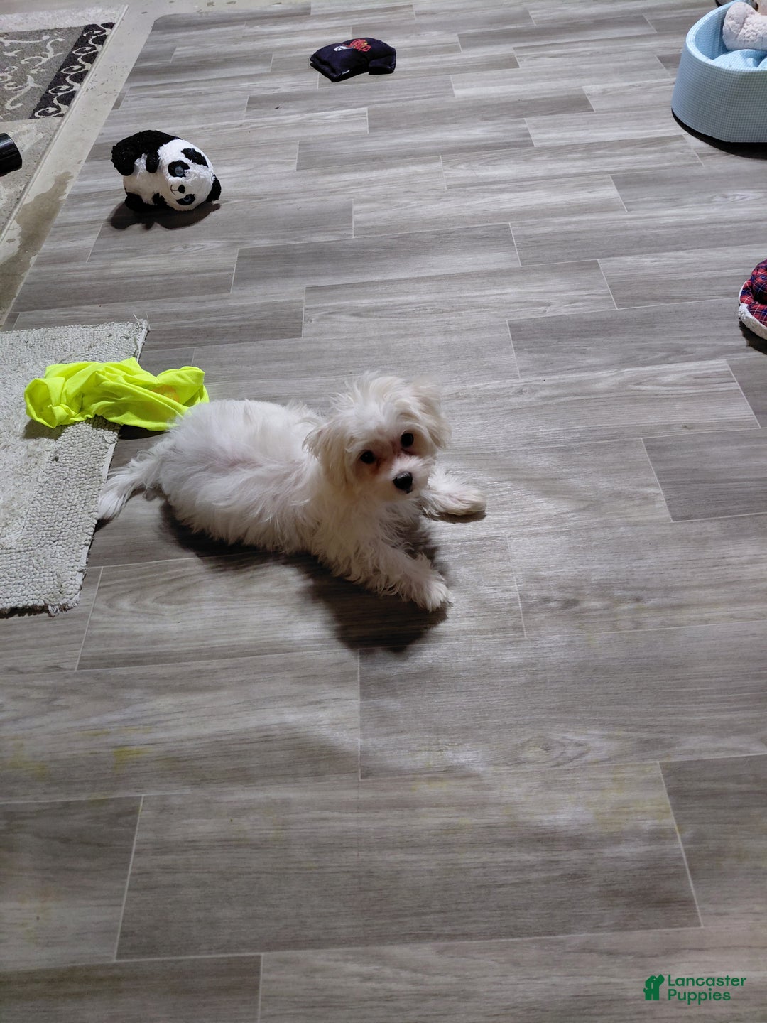 Maltese dogs for sale: Gucci - Ad 9