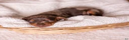 Miniature Dachshund dogs for sale: Canyon - Ad 3