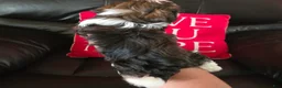 Havanese dogs for sale: Beethoven - Ad 3