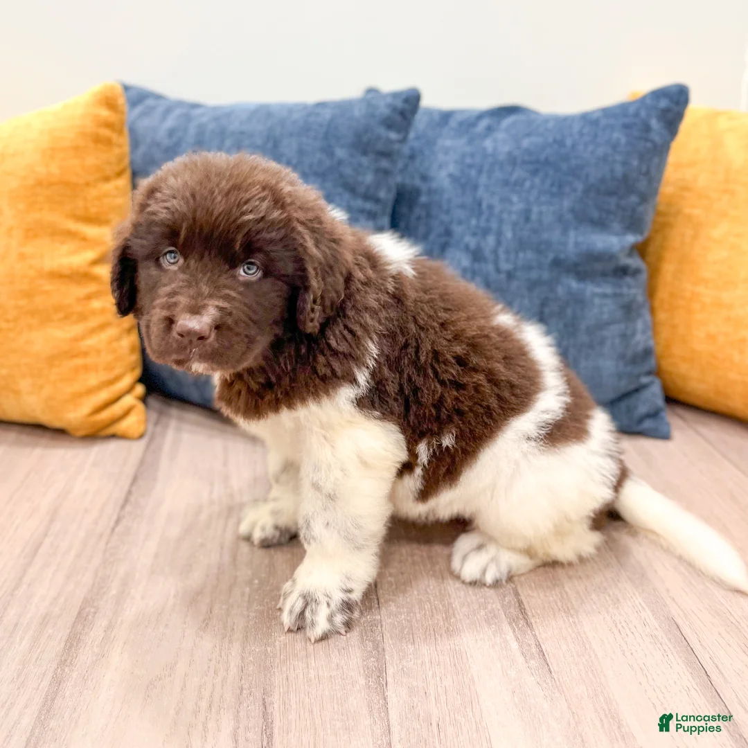 Newfoundland dogs for sale: Jenny - Ad 1