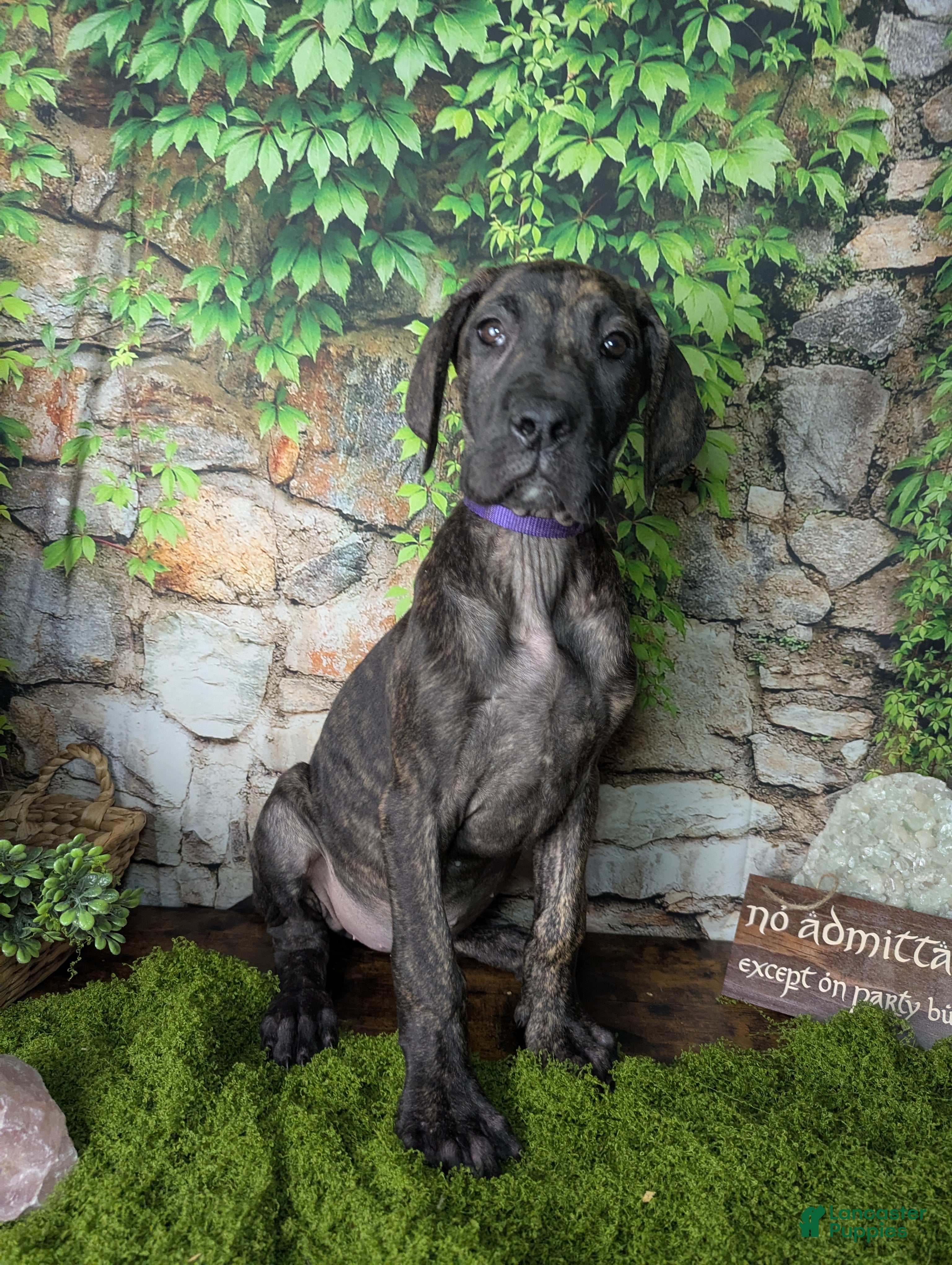 Great Dane dogs Arwen Brindle Female Great Dane Puppy  - Ad 1