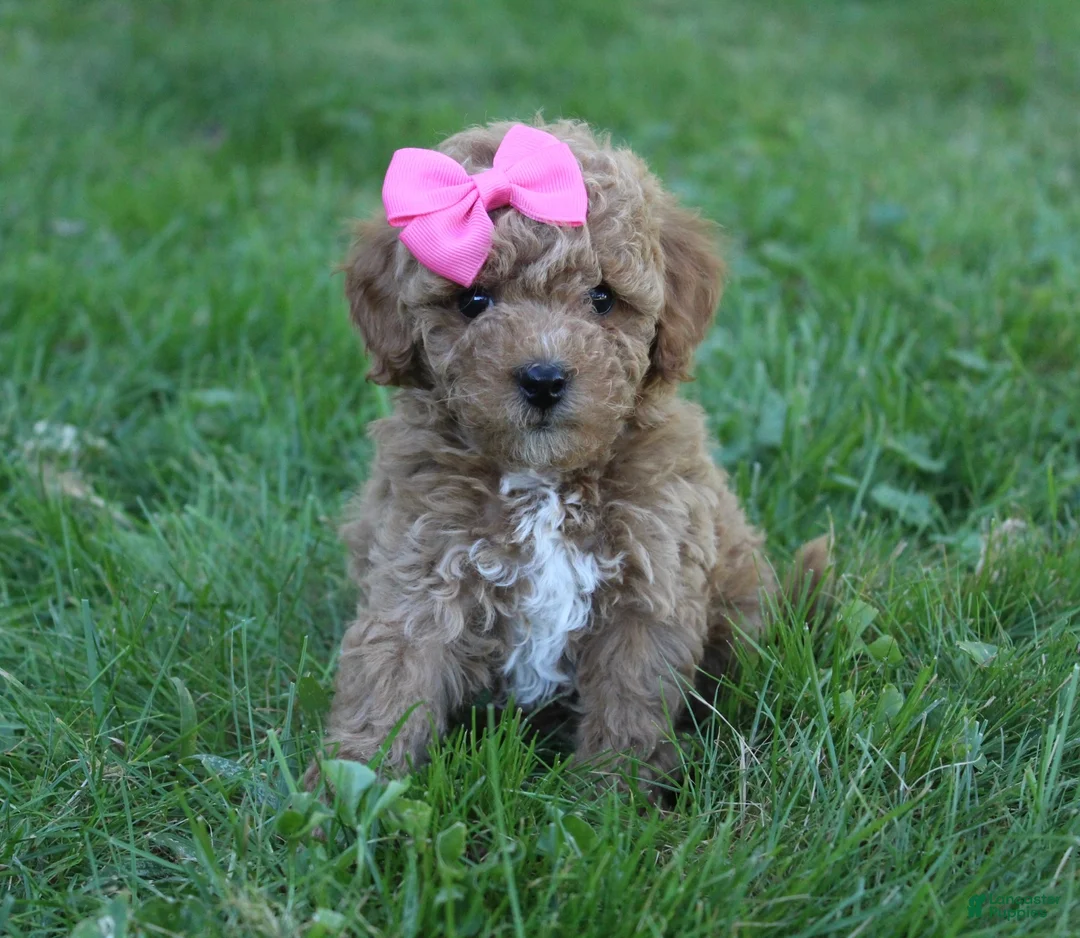 Mini Goldendoodle dogs for sale: Mia 🎀 - Ad 1