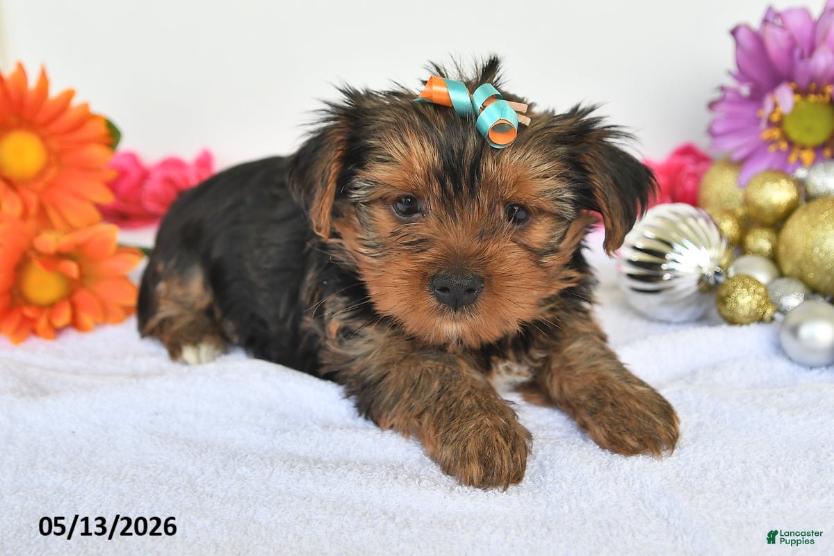 Yorkshire Terrier dogs for sale: Ashley - Ad 2