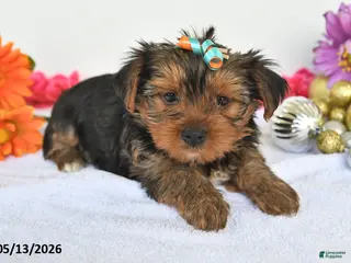 Yorkshire Terrier dogs for sale: Ashley - Ad 2