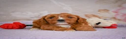 Cavapoo dogs for sale: Landon - Ad 5