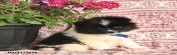 Pomeranian dogs for sale: Mark - Ad 3
