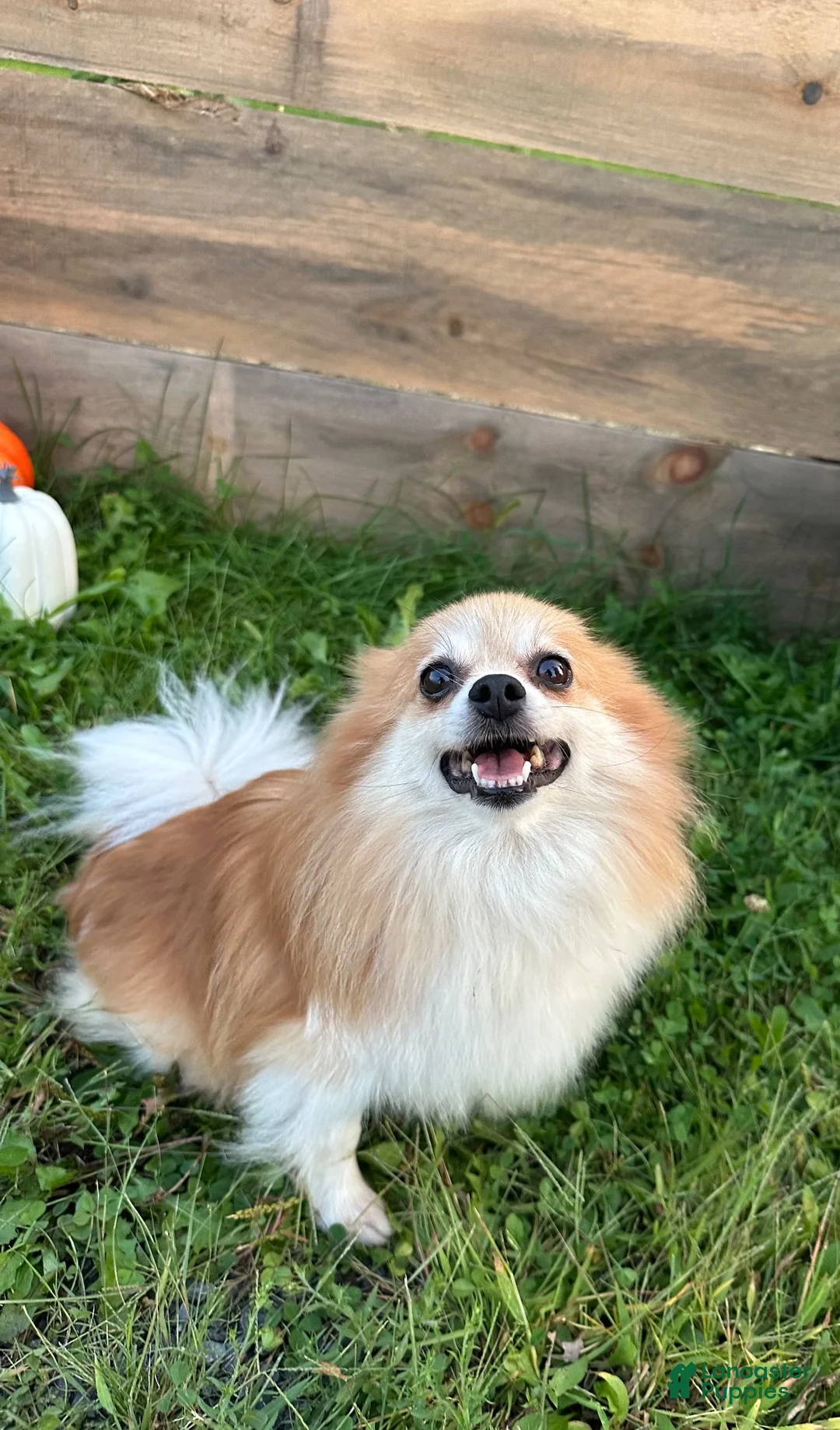 Pomeranian dogs for sale: Koala bear - Ad 9