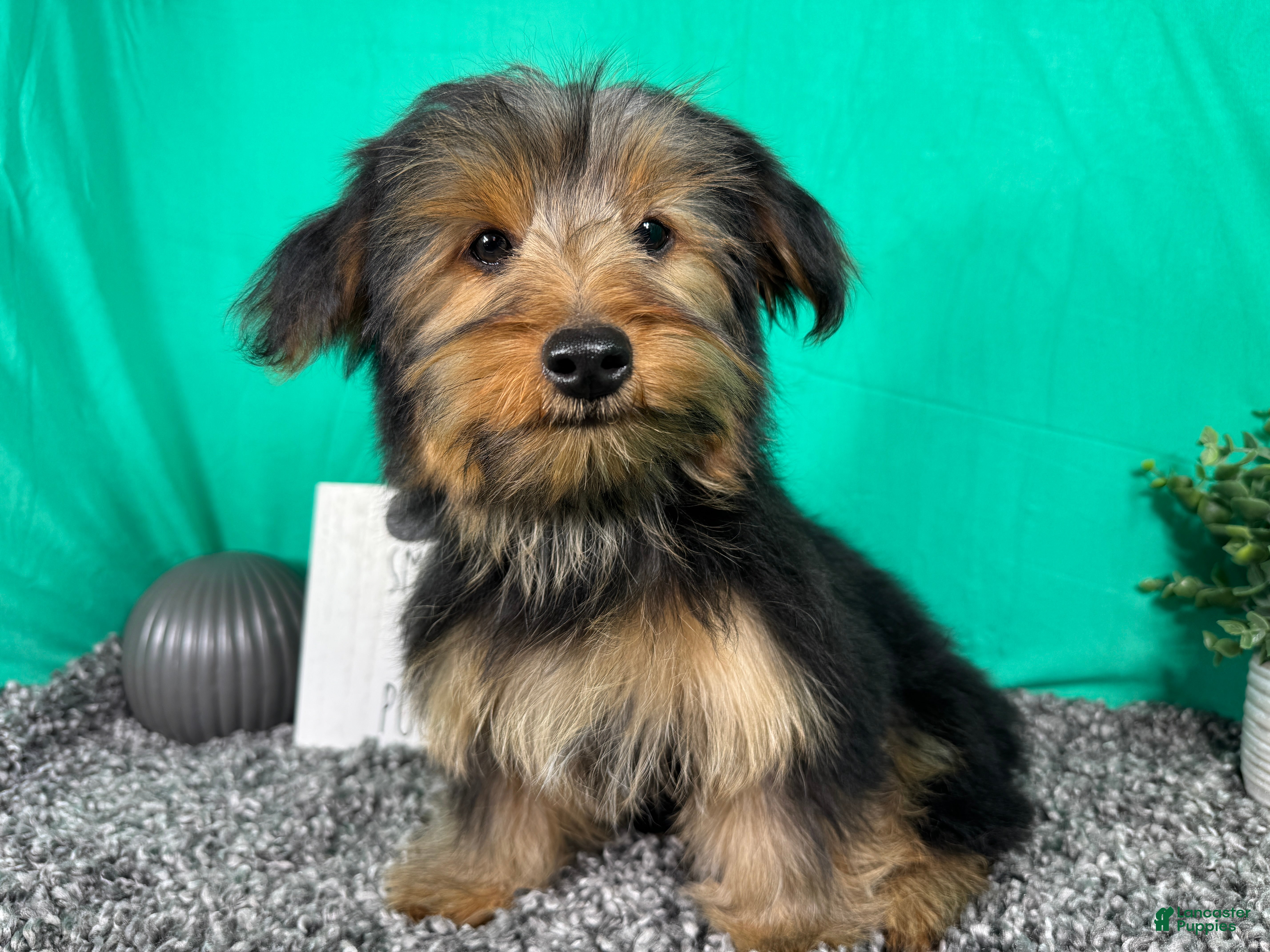 Yorkshire Terrier dogs Yorkshire Terrier 1 - Ad 34
