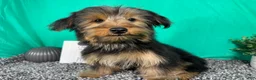 Yorkshire Terrier dogs for sale: Yorkshire Terrier 1 - Ad 7